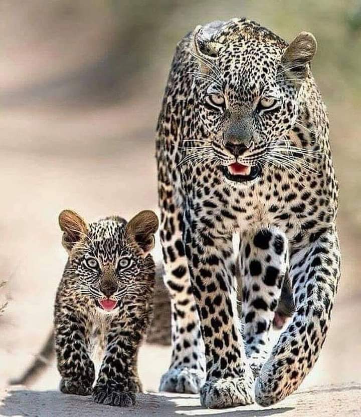 Derivempire's tweet photo. Live like leopard,bukha marega mager ghas Nahin khai ga make good decisions https://t.co/hdjWK86Nzi