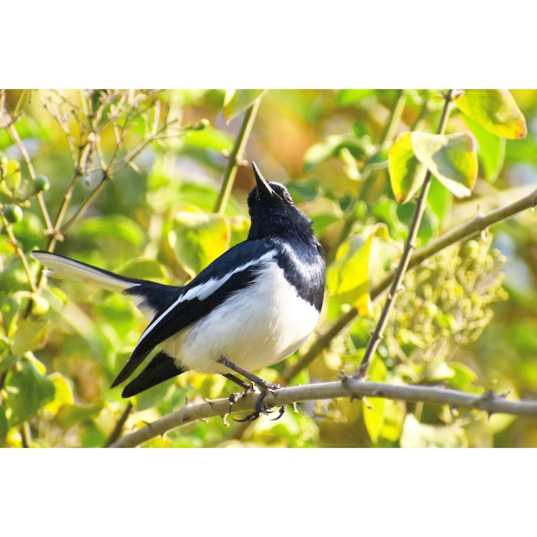 Dharmeshjraval4's tweet photo. Magpie-Robin 
#IndiAves @IndiAves
#luv4wilds @WorldofWilds
@ThePhotoHour @BirdLife_Asia #nikonindia #birdphotography #BBCWildlifePOTD @BirdWatchingMag @NatureIn_Focus @NikonIndia #ThroughYourLens
#BirdsSeenIn2022 https://t.co/wce8FMUzkJ