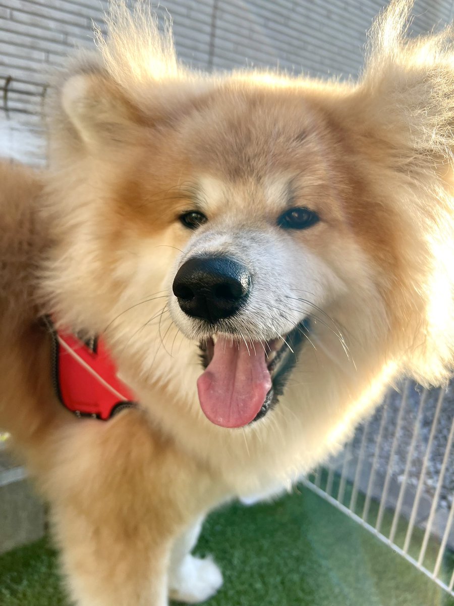 2022年散歩納めしました #秋田犬 https://t.co/tXS5hRv2NH 