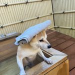 福田裕子(ふくだひろこ)のツイート画像