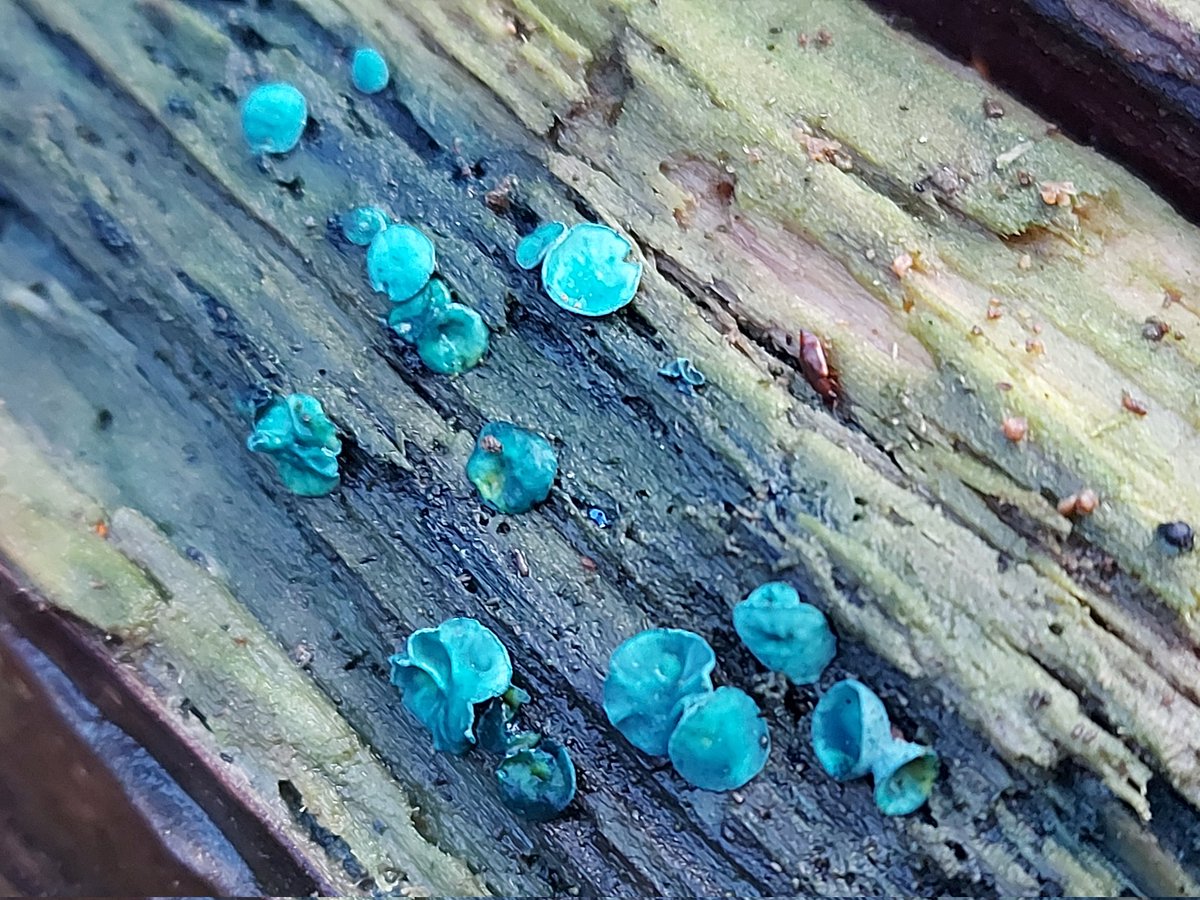 donnarainey4's tweet photo. The beautifully coloured Green elfcup #fungi on rotted Willow, a superb host for many #fungi &amp; #lichen species. https://t.co/zal9Ir4w0b