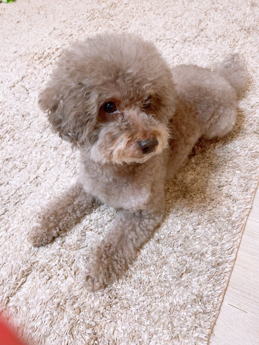 naocox2's tweet photo. 一昨日から今日まで全国一斉に

絶賛　愛犬洗おう　3days

だったのではないでしょうか🐶✨

ジルもモコモコ復活‼︎✨

来年も皆様。。ジルともどもよろしくお願いします🤲

またくだらないツィートするかもですが。。笑

良いお年をお迎えください♡

#jyll
#トイプードル
#デカプー
#まさかのお風呂 https://t.co/JEOGFIM1IT