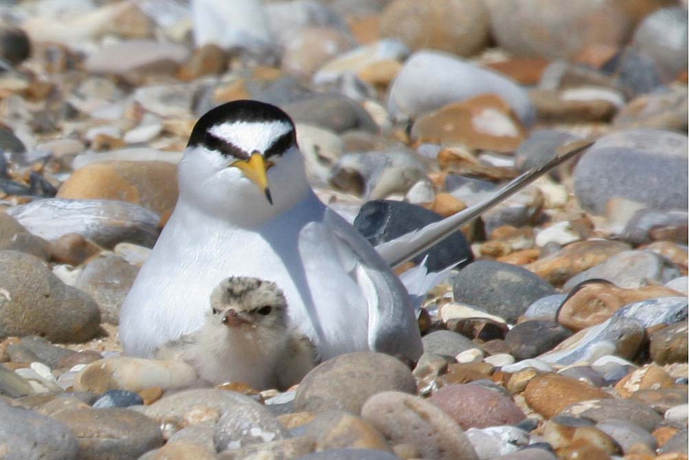 🌊Find out what’s going on beneath the waves in the <a href="/WildlifeTrusts/">The Wildlife Trusts</a> 2022 Marine Review. From sea dragons to 100 year-old sharks! Read more here:  wildlifetrusts.org/news/marine-re… 

📸 Little tern with chick - Margaret Holland