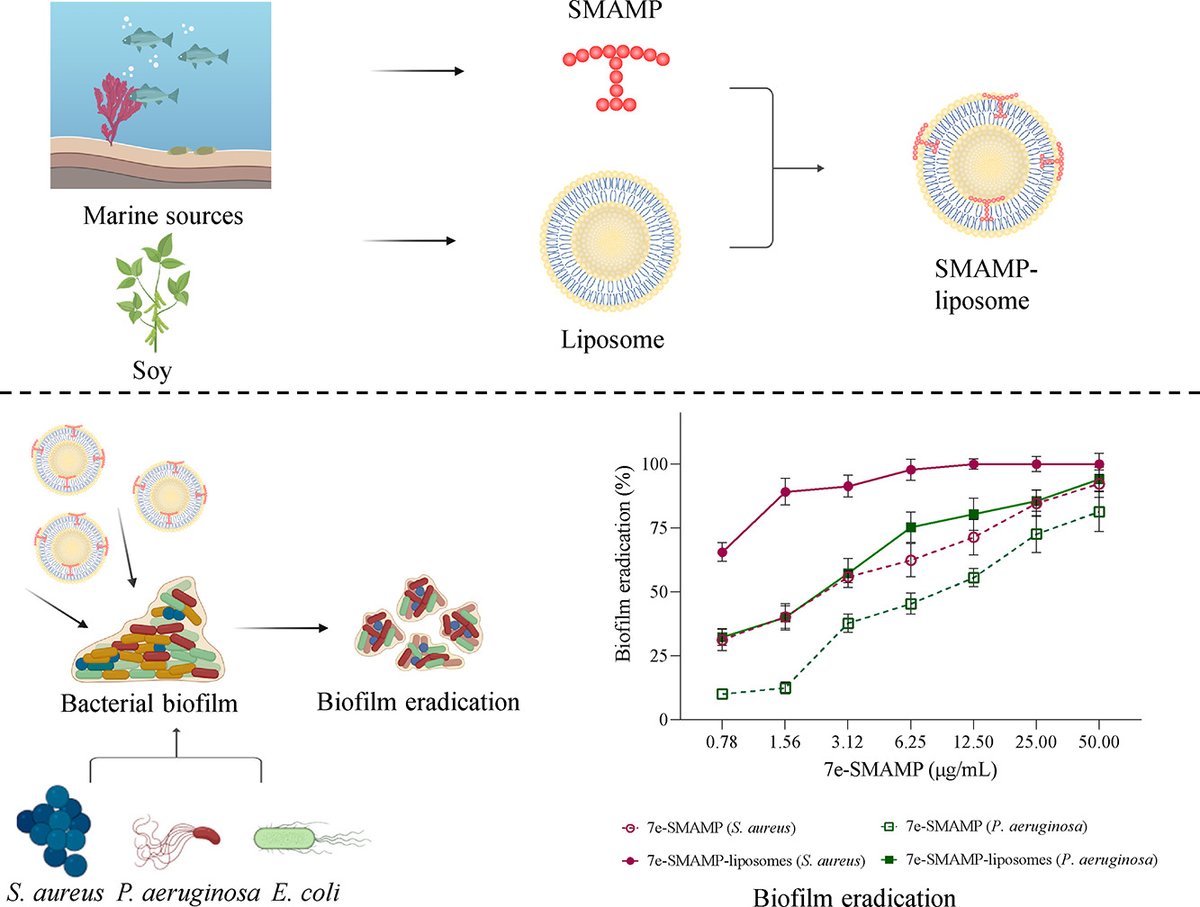 Tailored anti-biofilm activity – Liposomal delivery for mimic of small antimicrobial peptide dlvr.it/Sg9xdg #excipients #pharmaceutical #formulation