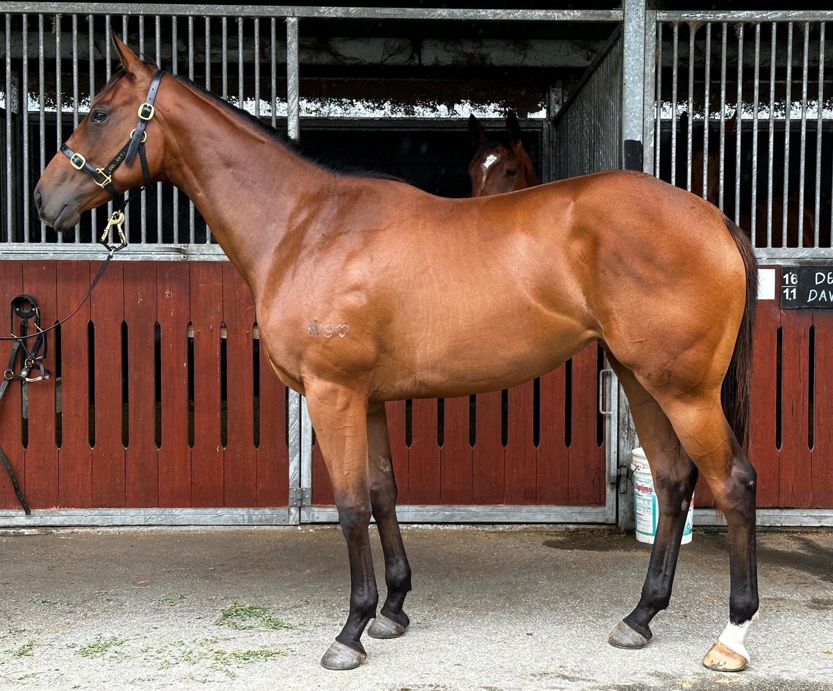 RacingPedigrees's tweet photo. our baby's first baby at Eagle Farm #couldnotbeprouder https://t.co/hzXy74x5fy
