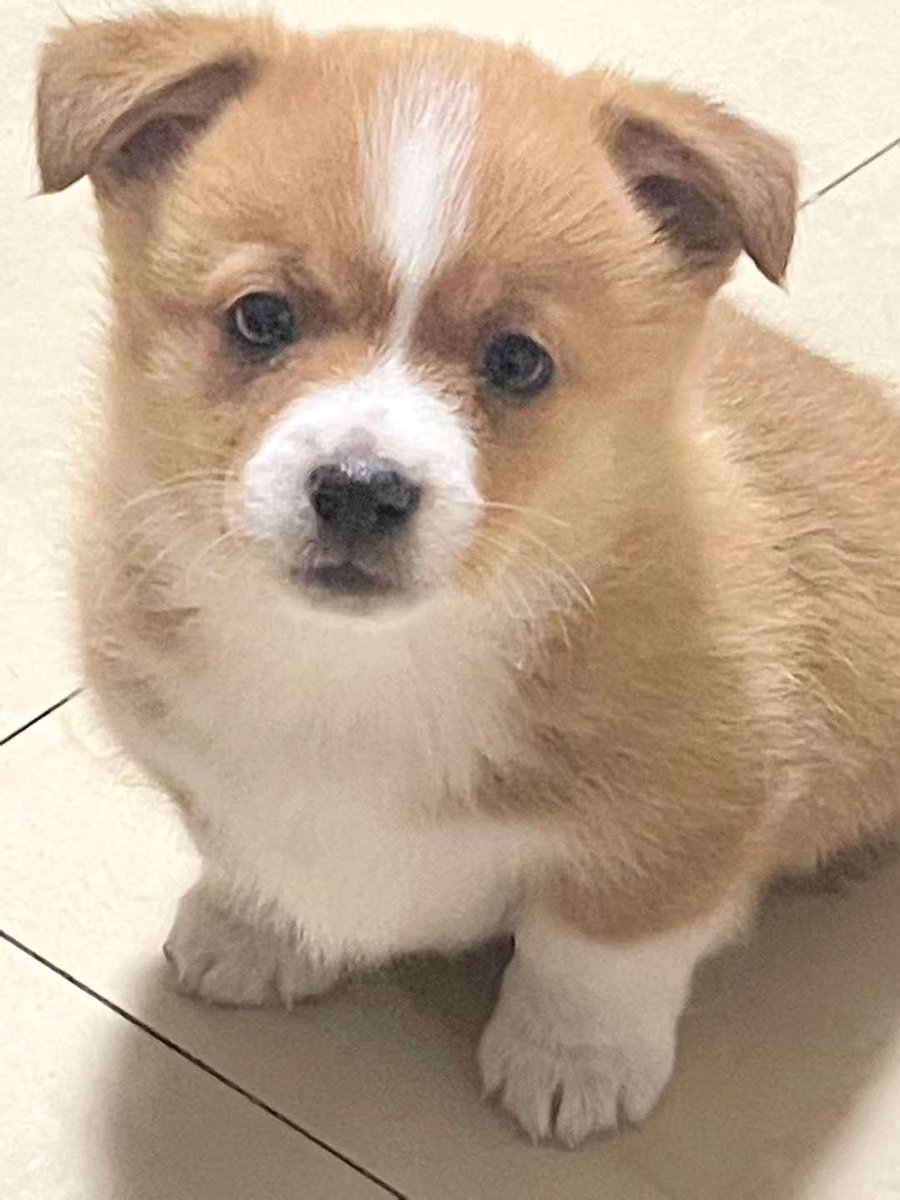 v_skam's tweet photo. @JackGrealish @ManCity Jack, look at my little Corgi. It seems that you and our family like it very much. https://t.co/pfwUjh9xxV