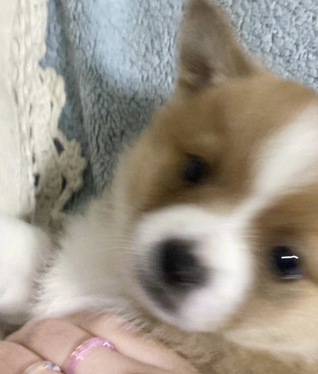 v_skam's tweet photo. @JackGrealish @ManCity Jack, look at my little Corgi. It seems that you and our family like it very much. https://t.co/pfwUjh9xxV