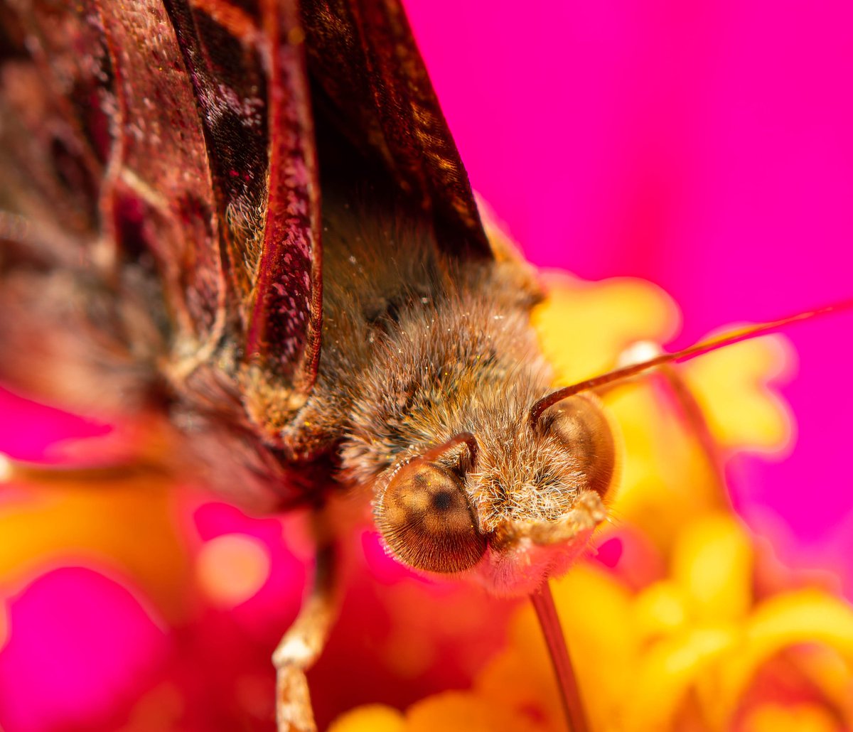 m2niac's tweet photo. Red admiral (Vanessa atalanta) https://t.co/uzFhzG0oAX