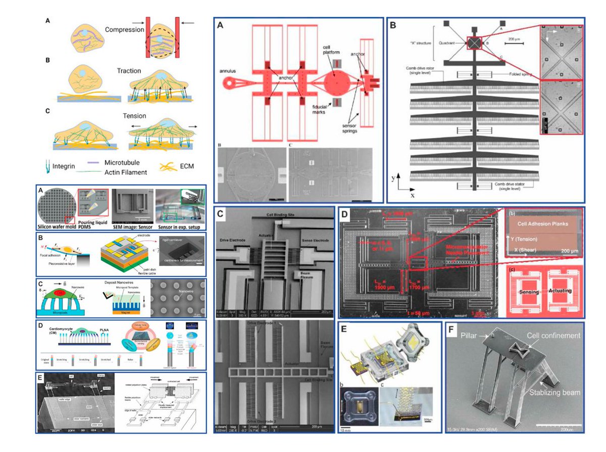 medntdj's tweet photo. Microfabricated platforms to investigate cell mechanical properties
https://t.co/WftL0M5n7s
#MedTwitter #scicomm #MedEd #AcademicTwitter
#BioMEMS #Single cell #Mechanical properties #Microdevices https://t.co/GX3fXrJG6J