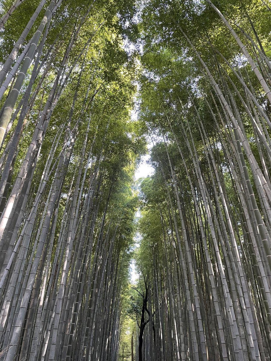 RJStimps's tweet photo. #Kyoto is #beautiful 💕✨🌟
Highlights from the last few days https://t.co/gJbQvo7DQV