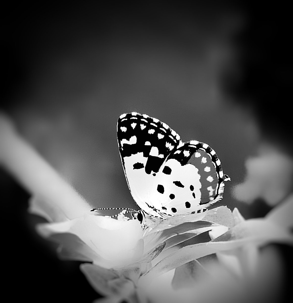 ℍ𝕚𝕥esh on Twitter "Closeup small butterfly!! Weekend is for black and