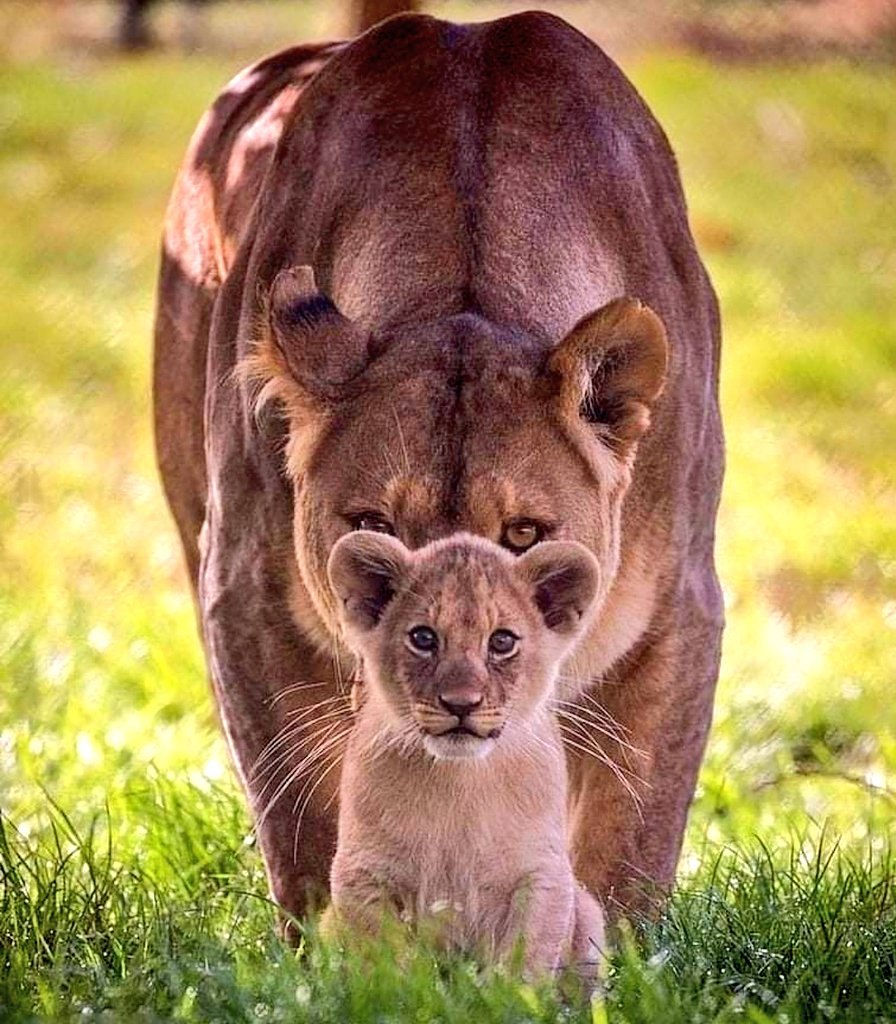 HGouldian's tweet image. ما داریم میایم...!