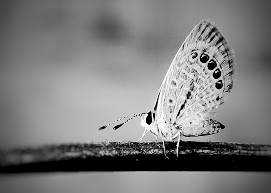ℍ𝕚𝕥esh on Twitter "Very very small butterfly Closeup!! Weekend is for