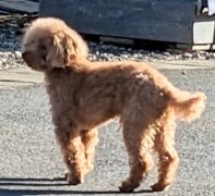 ygirF70Eo5WNfXz's tweet photo. #宮城県 #塩釜市 #市川団地 #迷子犬 #迷い犬 #拡散希望 １２月３１日 宮城県塩釜市 市川団地付近で茶トイプードル 首輪無 足肢を引きずった迷子犬の目撃情報有り。目撃したら塩釜警察署に時間の場所の通報を願います。塩釜警察署022-362-4141 付近の方は高齢者への口コミ拡散宜しくお願い申し上げます https://t.co/B8U9jejoNr
