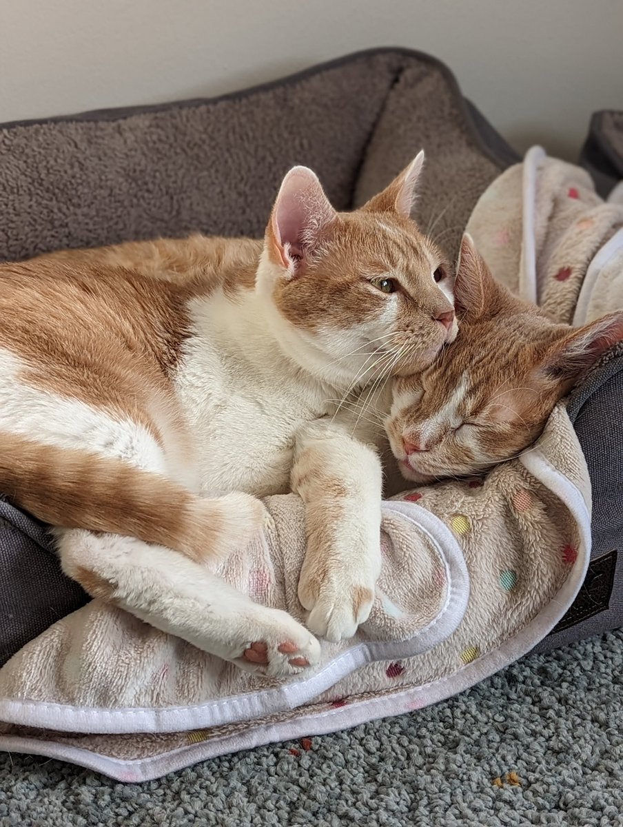 martysorta's tweet photo. @latkedelrey best bros https://t.co/kbaxruVKbv