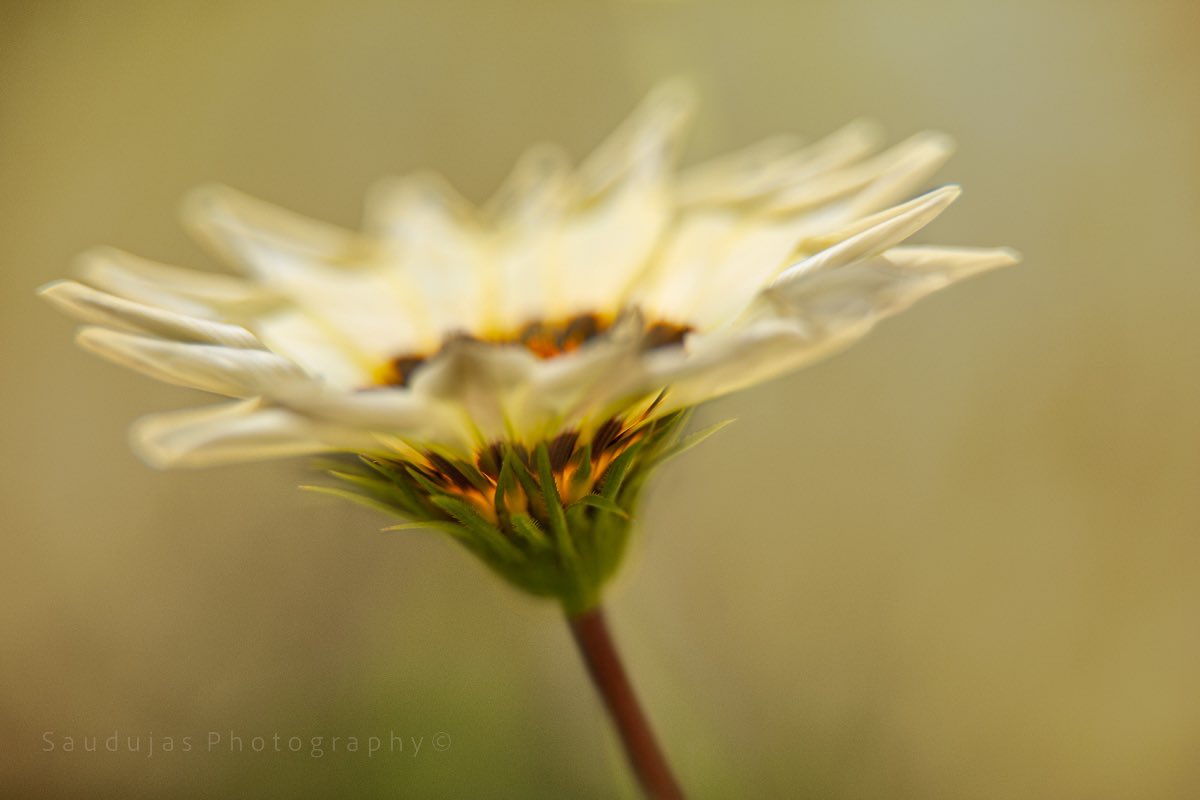 Sandra Audujas tweet media