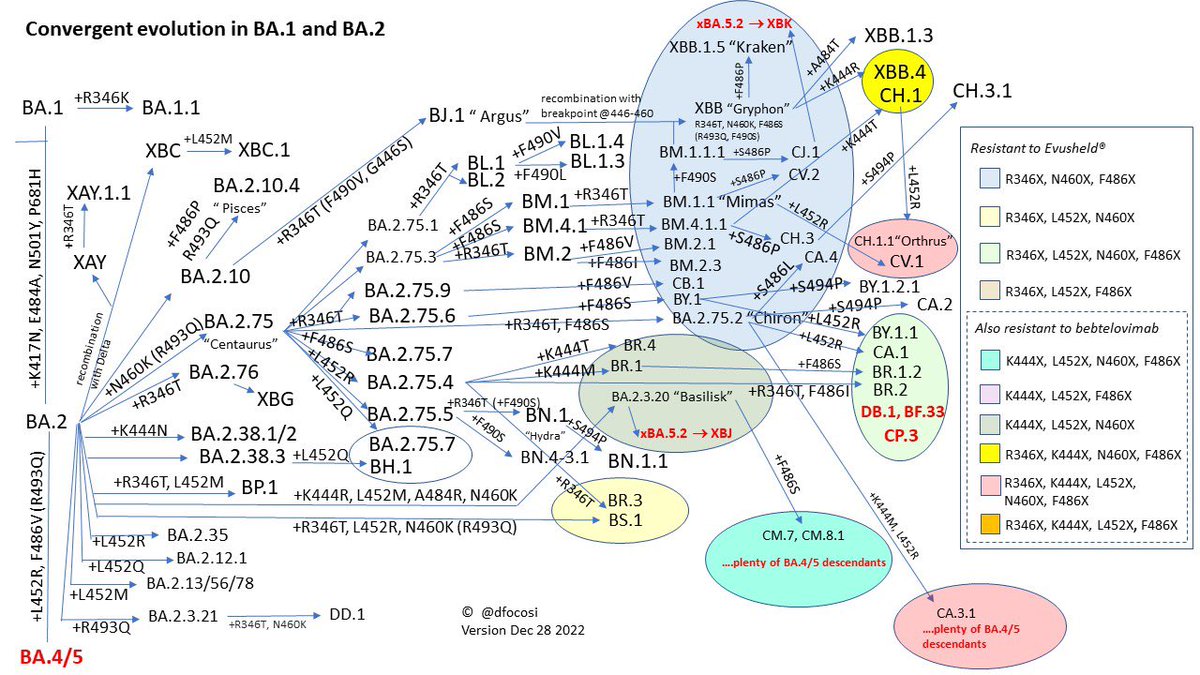 #SARSCoV2 sus variantes circulantes #Omicron y  sus "apodos"
#CovidIsNotOver
Fortalecer #vigilanciagenómica
Generar #evidencialocal

<a href="/ministeriosalud/">Ministerio de Salud</a> <a href="/min_ciencia/">Ministerio de Ciencia</a> <a href="/ispch/">Instituto de Salud Pública de Chile</a> <a href="/GenomasCgc/">Consorcio Genomas CoV2 (CGC) Chile</a> <a href="/explora_cl/">Programa Explora</a> <a href="/MedicinaUChile/">Facultad de Medicina</a> <a href="/LabMolCelVirol/">LabMolCelVirol</a> <a href="/sotorifo/">Ricardo Soto Rifo</a> <a href="/_SoMiCh/">Sociedad de Microbiología de Chile</a> #HappyNewYear

Créditos <a href="/dfocosi/">Daniele Focosi, MD PhD MSc</a>