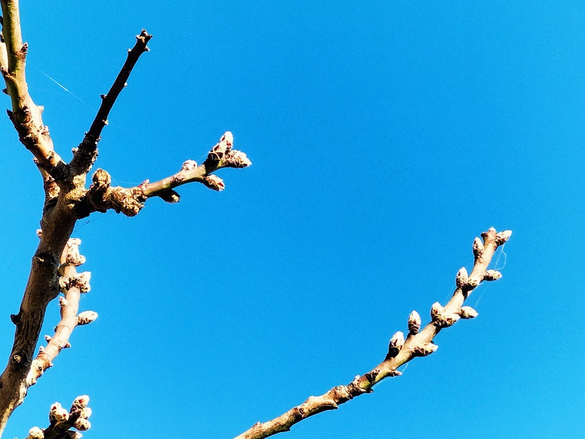 Abel Queralt Frias tweet media