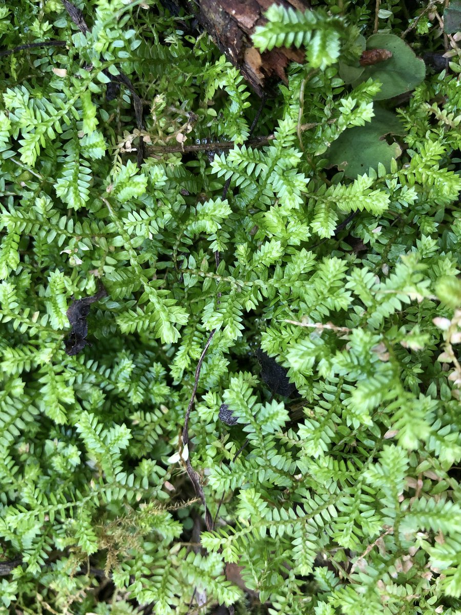 NobuyaH's tweet photo. 今日のシダ
Today's Fern
クラマゴケSelaginella remotifolia Spring
イワヒバ科Selaginellaceae
Willk.
Oct.2022

担根体、根なの？茎なの？
Rizophore,roots? or stem？

 #botany #plants #flora
 #ferns #Felce #Helecho #Farn #Fougère #蕨類 #고사리　#السرخس https://t.co/vej2y7MZtL