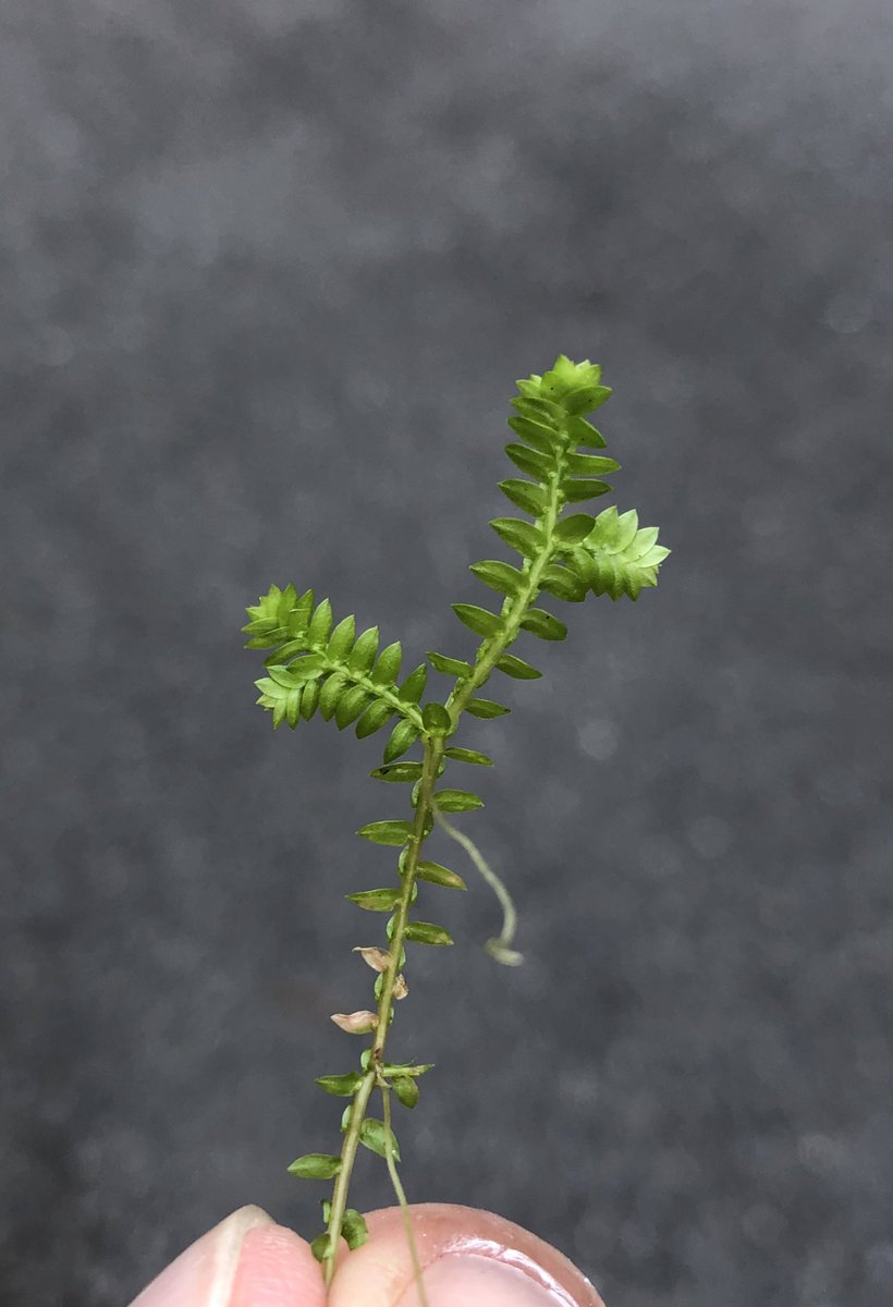 NobuyaH's tweet photo. 今日のシダ
Today's Fern
クラマゴケSelaginella remotifolia Spring
イワヒバ科Selaginellaceae
Willk.
Oct.2022

担根体、根なの？茎なの？
Rizophore,roots? or stem？

 #botany #plants #flora
 #ferns #Felce #Helecho #Farn #Fougère #蕨類 #고사리　#السرخس https://t.co/vej2y7MZtL