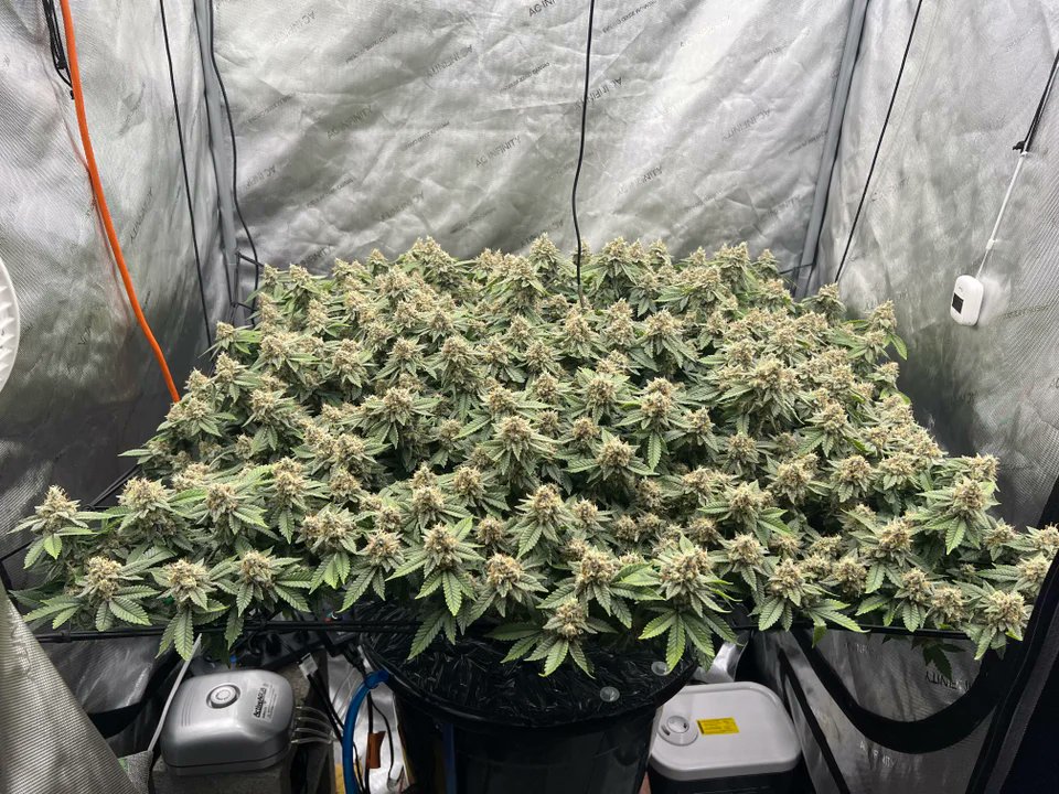 spliffseeds's tweet photo. First time grower who did his homework..💯
📸:Dramatic-Average-615 https://t.co/vNGILH3K95