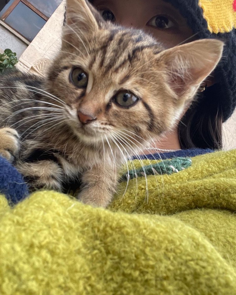 jjungyein's tweet photo. ㅤ
ㅤ
It was nice to be close with animals, especially the kitten! Look how cute it is! Such a small creature that knows it got its photo taken, looking all cute effortlessly, and melting for all those ailurophiles out there! 
ㅤ
ㅤ https://t.co/kV6ymZ6dTK