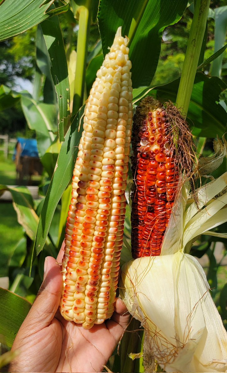LaviniaEngel's tweet photo. Successful field trials of Bloody Butcher & Glass Gem corn! What an incredible year of growth & learning on the farm. This is a dream come true 😭🌽
#JohnRedcorn #Glassgem https://t.co/Iqe0MvgvZu