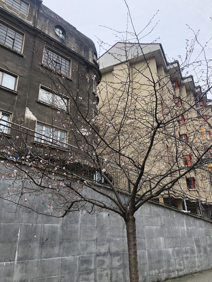 ToniBarreraEsco's tweet photo. L’ambient anòmalment càlid d’aquest desembre ha provocat que els exemplars de #cirerer bord a #Eibar #Euskadi #PaísBasc estiguin florint ara amb força #Fenologia. Els últims anys és quelcom que comença a passar amb elevada freqüència, ja va passar al 2015, 2019 i 2021. https://t.co/zRqnse5vxp
