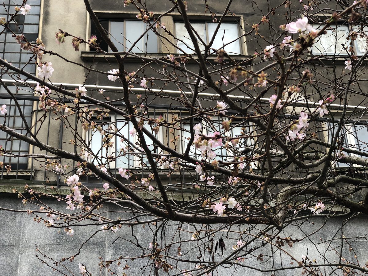 ToniBarreraEsco's tweet photo. L’ambient anòmalment càlid d’aquest desembre ha provocat que els exemplars de #cirerer bord a #Eibar #Euskadi #PaísBasc estiguin florint ara amb força #Fenologia. Els últims anys és quelcom que comença a passar amb elevada freqüència, ja va passar al 2015, 2019 i 2021. https://t.co/zRqnse5vxp