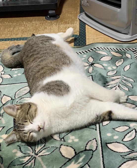 17.ねこが遂に家の中へ家の中にふわふわの生き物が居るっていいな。ちょっとやんちゃの甘えん坊末長くここに居てくれ。 