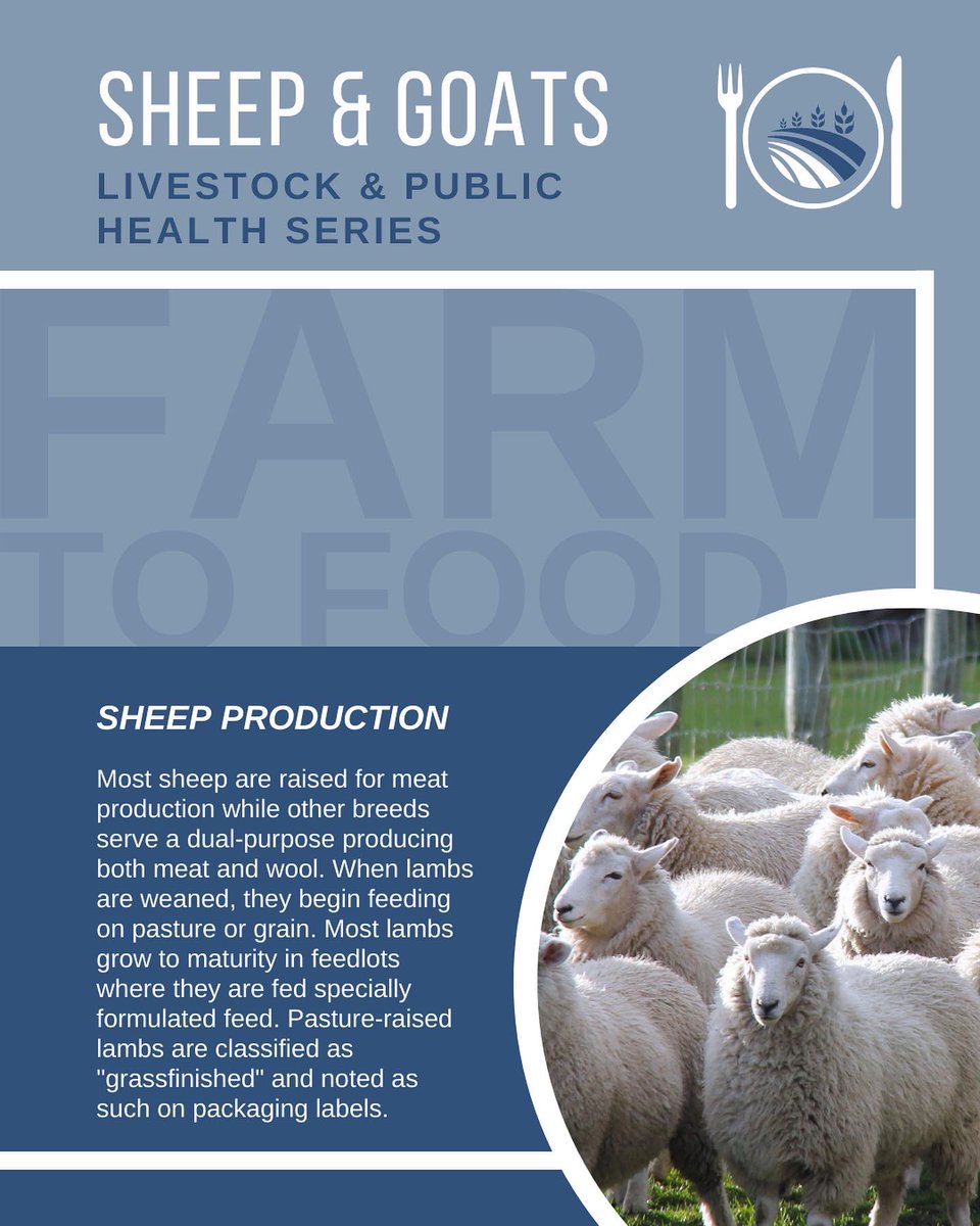 IIADAgriLife's tweet photo. Learn all about the process from Farm to Food🍽, Small Ruminant Meat &amp; Products🥩🥛

How are sheep and goats utilized? Swipe👀👉🏼

#farmtotable #farmtofood #sheepindustry #goatindustry #smallruminants #sheepwool #goatmilk #goatproducts #goatmeat #meatprocessing #meatscience https://t.co/KspxspzpNC