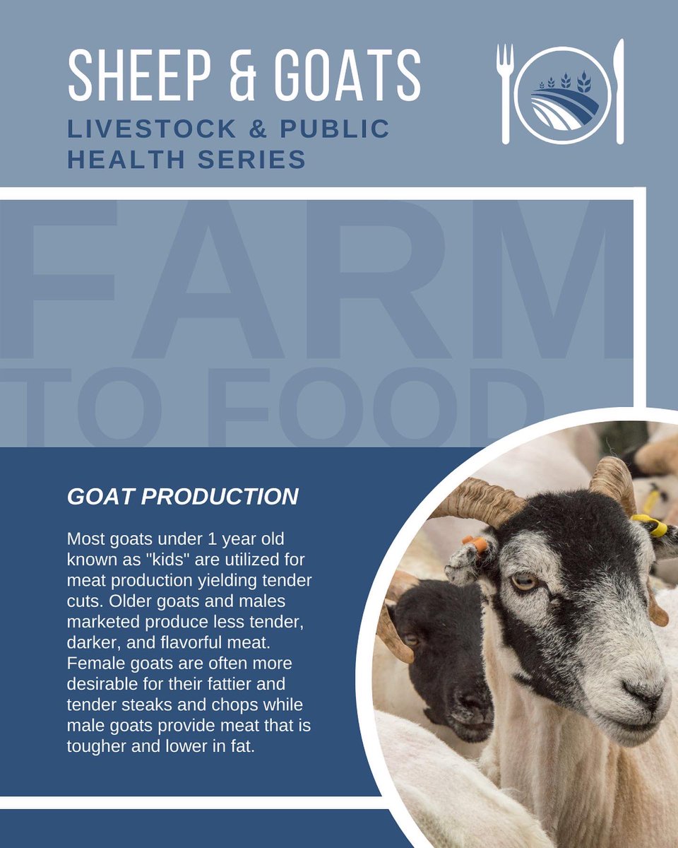 IIADAgriLife's tweet photo. Learn all about the process from Farm to Food🍽, Small Ruminant Meat &amp; Products🥩🥛

How are sheep and goats utilized? Swipe👀👉🏼

#farmtotable #farmtofood #sheepindustry #goatindustry #smallruminants #sheepwool #goatmilk #goatproducts #goatmeat #meatprocessing #meatscience https://t.co/KspxspzpNC