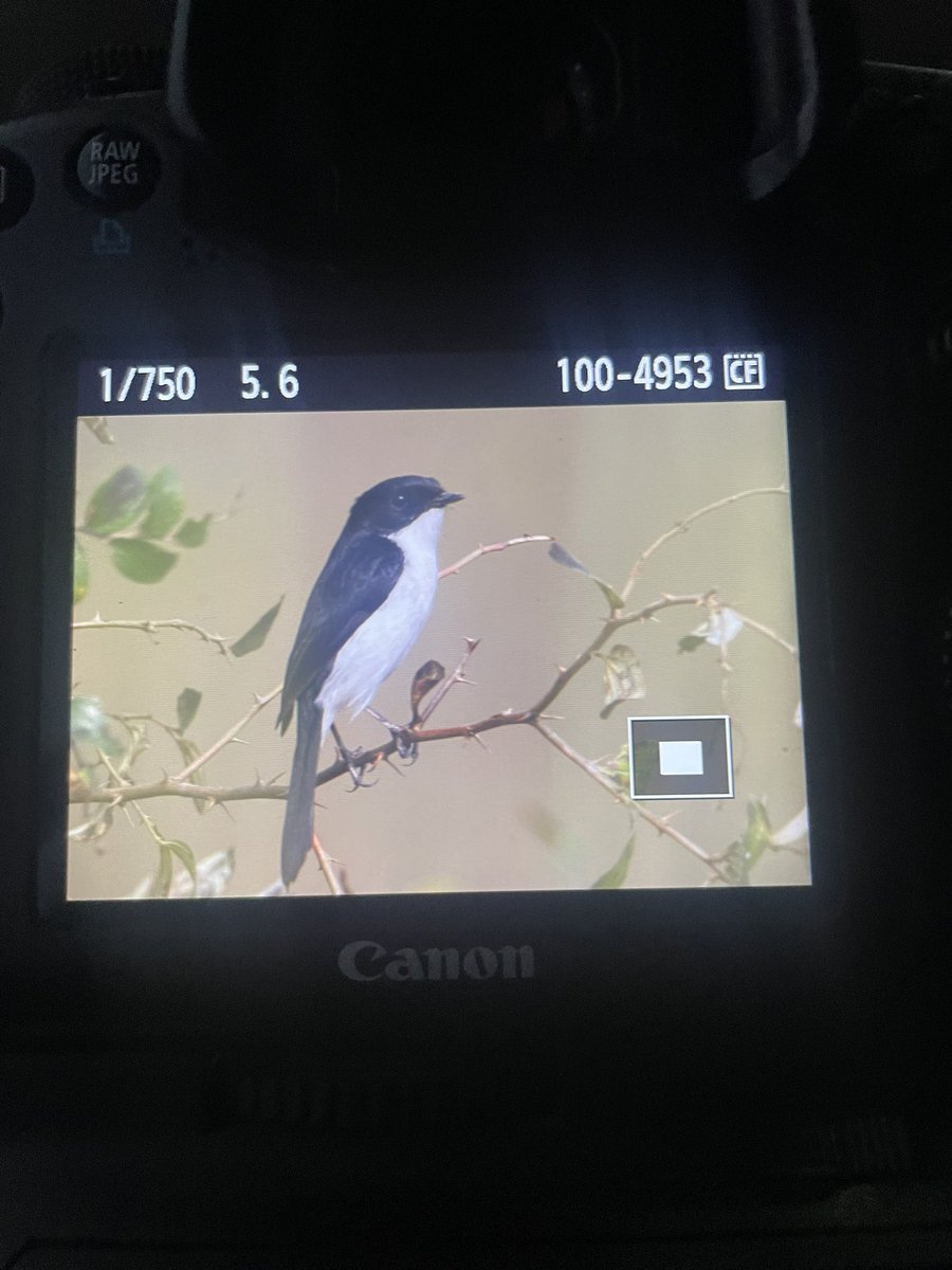 And ending it with a rare lifer, thanks to <a href="/deomurari/">Arpit Deomurari</a> ! Jerdon’s Bushchat 😍 <a href="/IndiAves/">IndiAves</a> <a href="/orientbirdclub/">Oriental Bird Club</a> <a href="/Avibase/">Avibase (Denis Lepage)</a> #birding