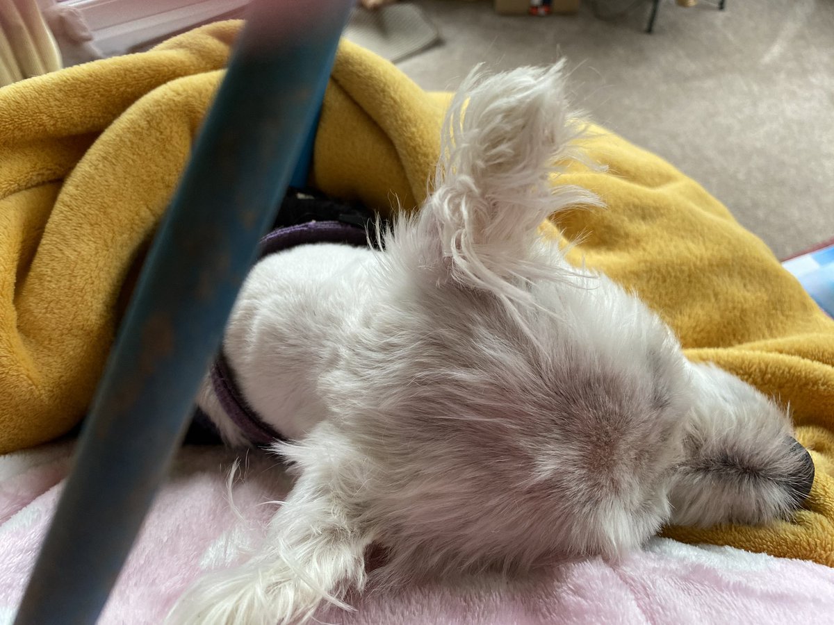 When you want to read but your fur baby has other ideas lol      

#furbaby #AnimalLovers #westie #Dog #sleeping #Readers #tryingtoread