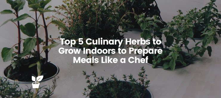 Read this article if you’re looking to add some flavor to your cooking and wondering what the best culinary herbs to grow indoors are.

irrigationsuppliesstore.com/culinary-herbs…

#HerbGarden #DryingHerbs #HerbOutdoor #HerbIndoor #HerbIdeas #HerbKitchen #HerbGarden #Herbs #GrowingHerbs.
