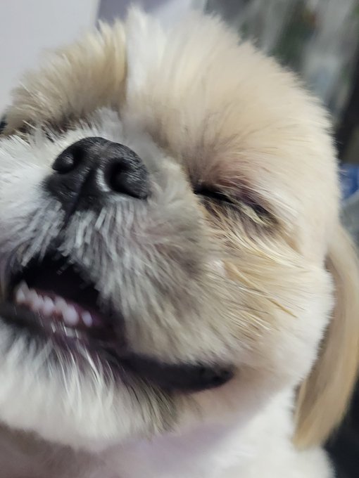 年納め手ぶれ犬🐶 