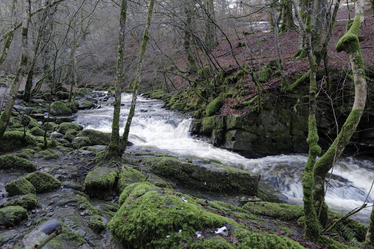 SDRobertson54's tweet photo. Donโt think I have ever seen the water levels so high in the Moness Burn as it flows through the #birksofaberfeldy @visitscotland https://t.co/ARw0478HfJ