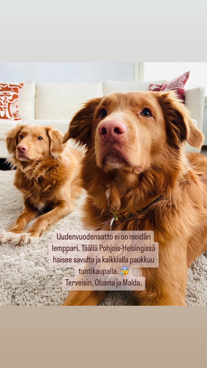Marikamakine's tweet photo. Jotkut säännöt on tehty rikottaviksi. Rakettien paukuttelu alkoi eilen. Tänään räjäytellään päihtyneenä, ilman suojalaseja, alaikäisenä ja kellonajoista piittaamatta. Jos tätä väsynyttä perinnettä on jatkettava, annetaan #ilotulitteet edes ammattilaisten käsiin! #uusivuosi2023 https://t.co/Uk52UP4Yuj