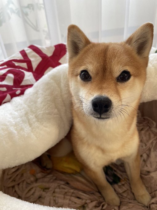 石上ひなののTwitter画像17