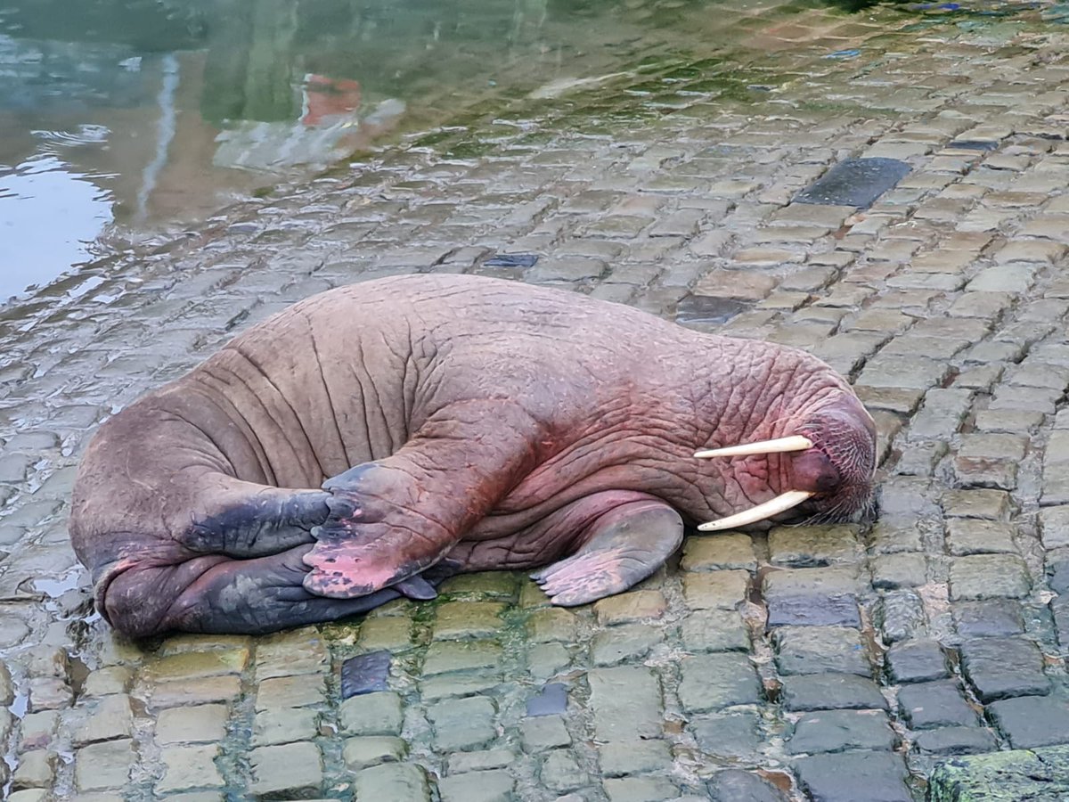 Well, what a New Year treat in #Scarborough Harbour! Please give Thor space, respect the cordon and keep noise to a minimum to avoid disturbance #OpSeabird #Walrus @BdmlrYorksLincs @NYorksPolice @Humberbeat_RTF @ScarboroCouncil @RSPCA_Frontline 📷 Michelle McKechnie