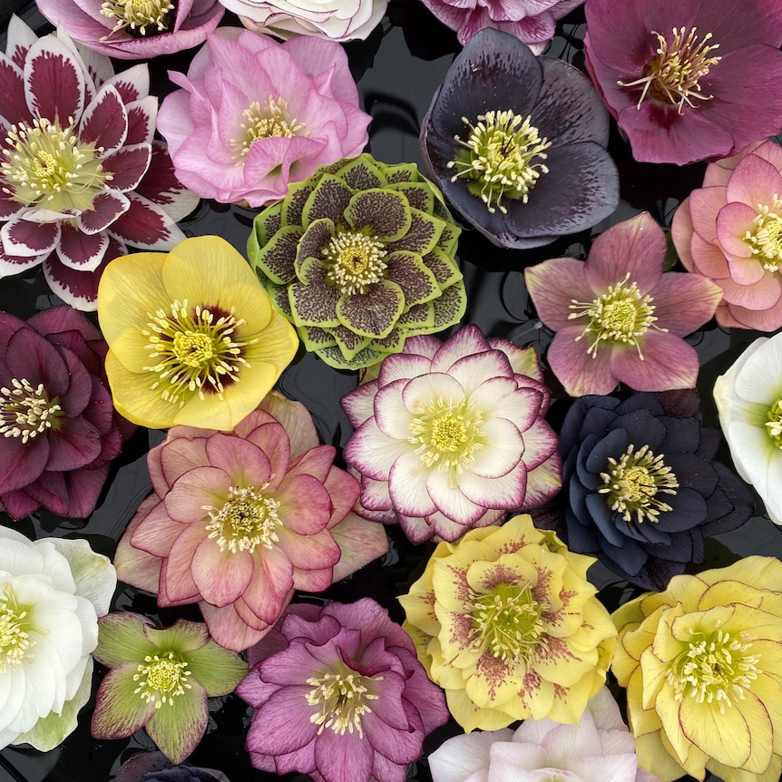 الخربق
Hellebore او 
نباتات تتفتح ازهارها في الشتاء تتواجد على الارض في ٢٠ نوعاً،منها الأسود الذي كان يستخدم كدواء و في بعض من طقوس الثقافات، و منه الابيض العربي الذي ينتشر في شمال الجزيرة العربية.

رغم الشتاء..والبرد..و غياب الشمس..يتفتح و يزهر...رغم كل شيء..
كأنه قدر جميل.