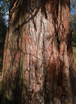 Giant Redwood our tree of the month has red, spongy bark. This protects it from the fires that can sweep through its native range. Go up to a tree and give it a gentle punch. #HaringeyFavouriteTrees