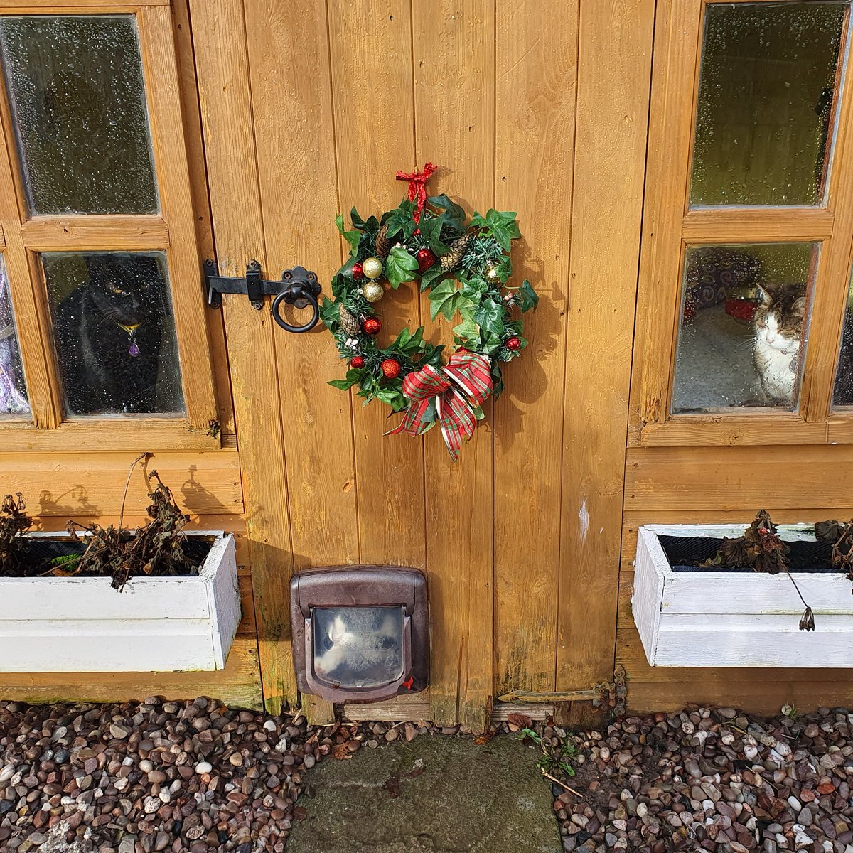 #Caturday and #newyearseve2022 ~ Pickle, Noah &amp; Felix are wondering what 2023 will bring. It's been a mixed year but we have fantastic supporters who have contributed so much &amp; look forward to more #opendays to meet you. Some of our residents have past over #rainbowbridge 🌈