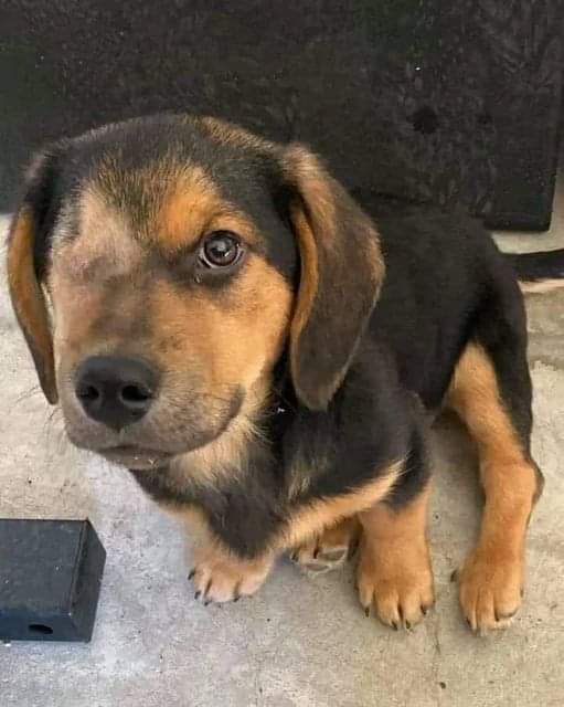 Dog Lovers tweet media