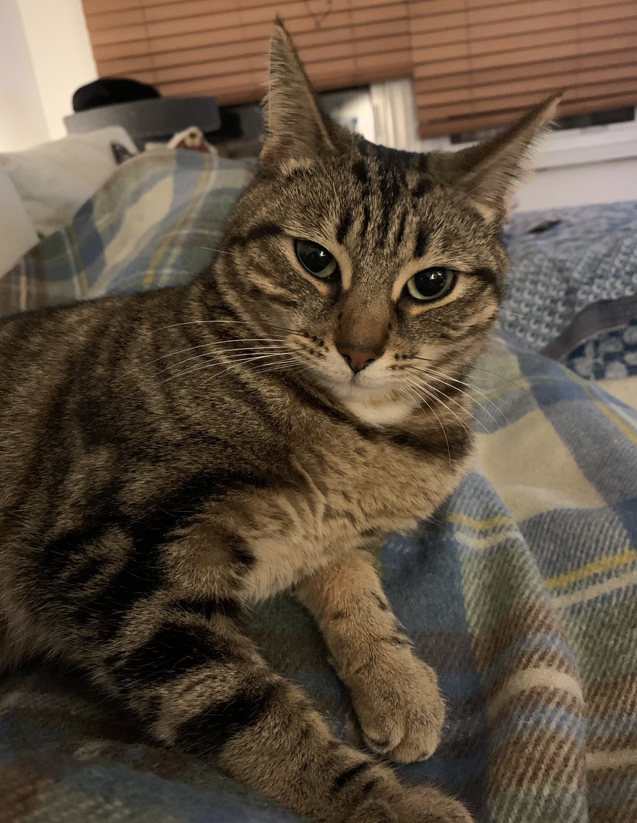 laxman_writer's tweet photo. @LiftingHumanity Honestly, and not being facetious but my cats. They’ll wake me up when it’s time for their brekkie. https://t.co/Og8kWURLiq