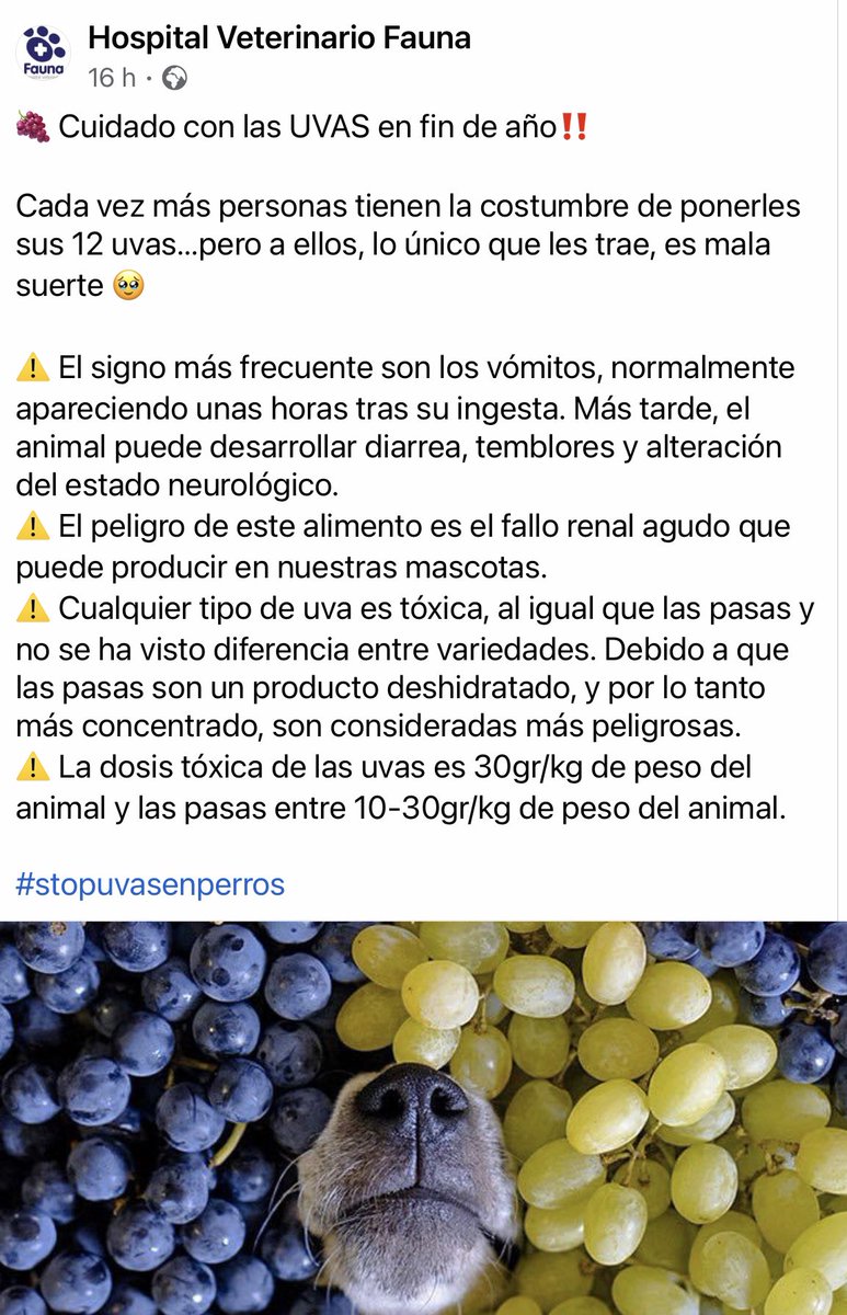 Muchos alimentos que comemos son tóxicos para perros y gatos. 

No malos: TÓXICOS.☠️

🍫🧅Chocolate, cebolla y ajo son los más famosos, pero las uvas también lo son.

❌ NO DES UVAS ni pasas A TU PERRO O GATO EN FIN DE AÑO NI NUNCA.

🐶🐱Retuitea para que todo el mundo sepa esto