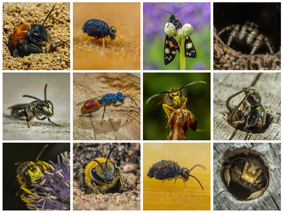Ed_P_Wildlife's tweet image. A random selection from some of the many invertebrate photos I took during 2022. I had a great year with several garden "firsts". Looking forward to 2023; I might even venture out beyond the garden! #ProbablyNot #SetInMyWays
