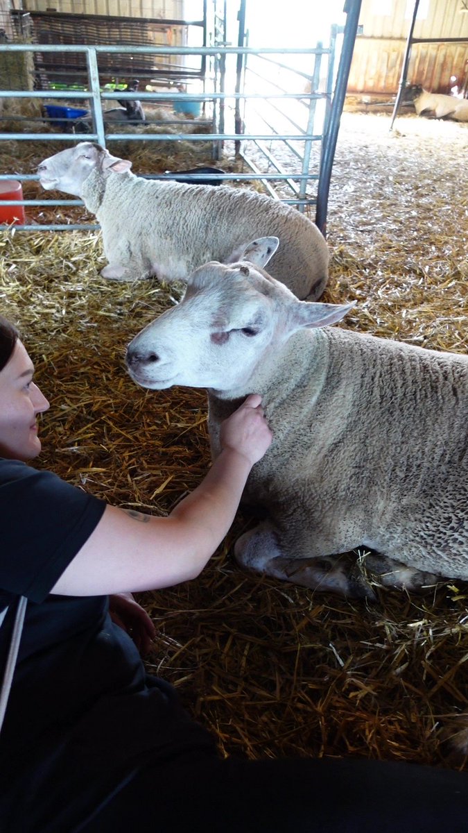 fars_sanctuary's tweet photo. 💛 #FARSMoments2022 💛 
Always v special when one of our animals surprises us or shows another side to themselves 💖 #BigMandy is our funny, feisty girl, &amp; a force to be reckoned with 🤪👑 Look at her here though! – quiet, calm &amp; loving every moment of snuggling with a visitor 🤗 https://t.co/i8TgB5DBJS