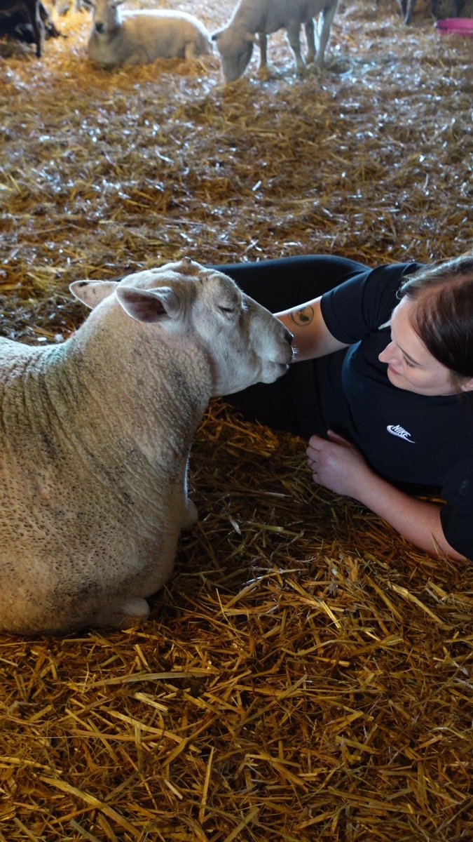 fars_sanctuary's tweet photo. 💛 #FARSMoments2022 💛 
Always v special when one of our animals surprises us or shows another side to themselves 💖 #BigMandy is our funny, feisty girl, &amp; a force to be reckoned with 🤪👑 Look at her here though! – quiet, calm &amp; loving every moment of snuggling with a visitor 🤗 https://t.co/i8TgB5DBJS