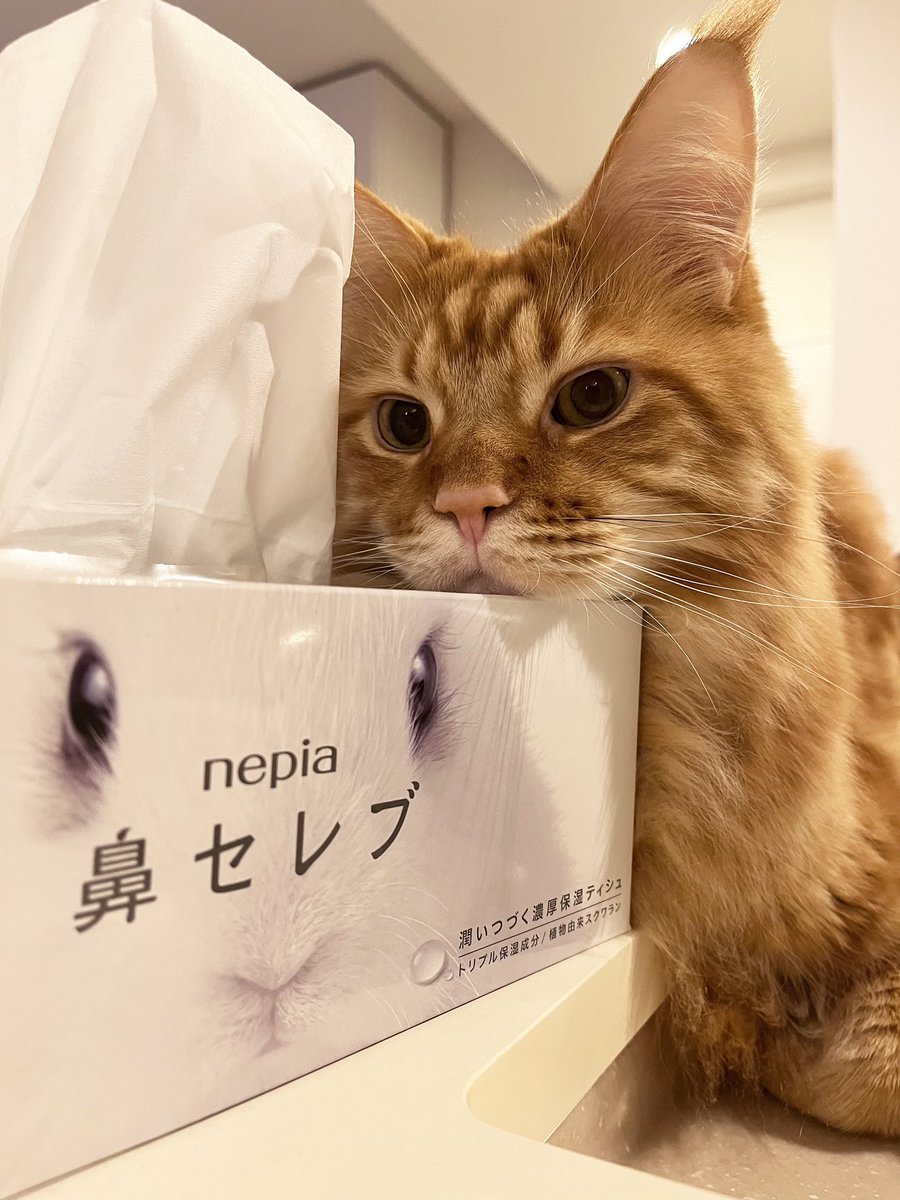 本日のコミケは寒い中当サークルにお越し頂きありがとうございました٩( 'ᴗ' )و 

今回はきなこ本が早期に完売してしまったので次はもう少し多めに作ろうと思います💪

たくさんの方にお会いできてとても楽しい冬コミになりました☺️✨

また来年もよろしくお願い致します🙏🐈